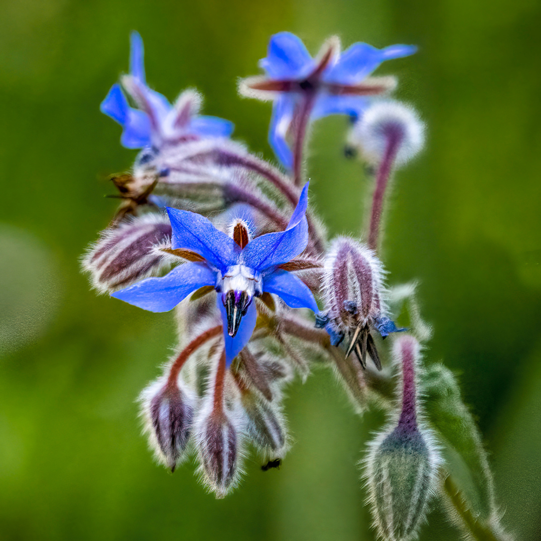 Savon Anti Rides Revitalisant & Régénérant - à la Bourrache - 110 grammes - 100% végétal